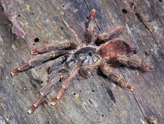 Avicularia sp., female urticating setae present), Rondonia State, Brazil