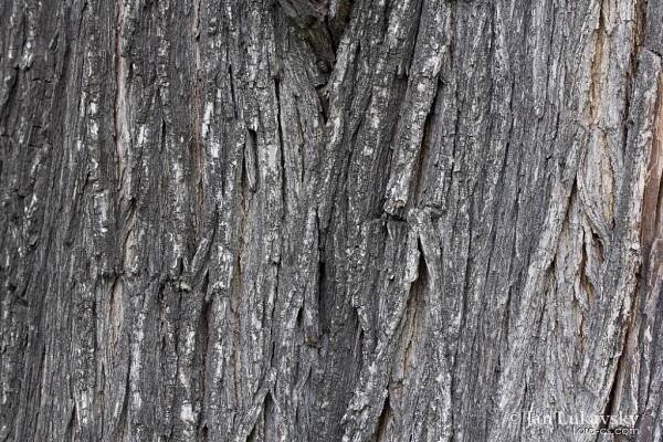 Hrušeň obecná (Pyrus communis)