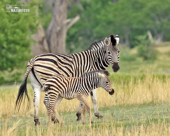Zebra Burchellova | Naturfoto.cz