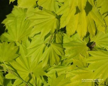 Javor japonský Aureum | Acer japonicum Aureum (shirasawanum Aureum) - Záhradníctvo ABIES