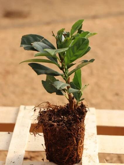 Prunus laurocerasus 'Etna´ Bobkovišeň lékařská 'Etna' sazenice QP