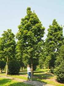 Nursery: Purchase specimen trees