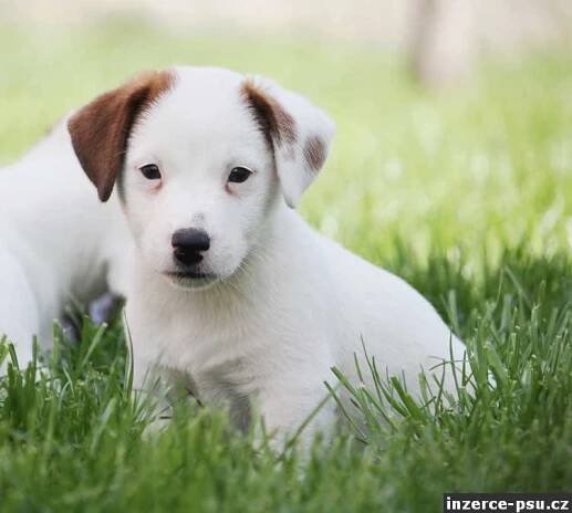 Prodám těňátka Jack Russell teriéra hladkosrstá s PP