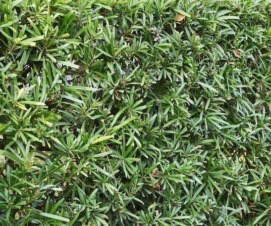 close up of Podocarpus hedge