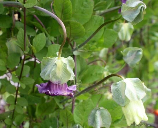 Vilec šplhavý (Cobaea scandens)