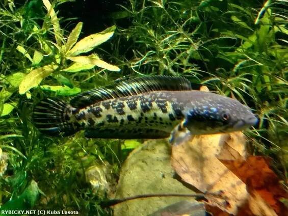 Channa aurantimaculata | © Kuba Lasota