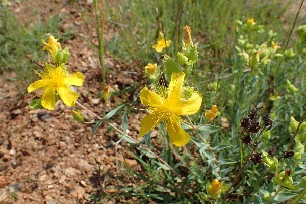 Hypericum aucheri