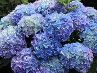 Hortenzie zahradní EARLY BLUE