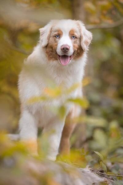 KNIGHT RUFUS – Kennel Samoyed and Australian Shepherd