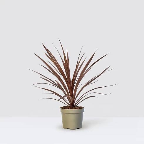 Cordyline red | Cordyline red australis | Outdoor Plant Delivered | Patch