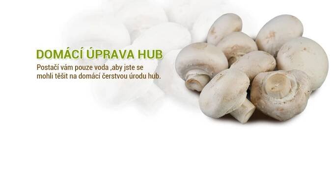 Hlíva ústřičná pěstování a sadba hub v bytě,doma,v zahradě