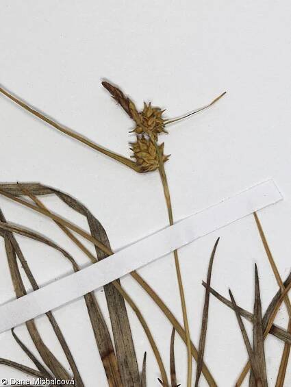 fotografický klíč k určování cévnatých rostlin :: BOTANICKÁ FOTOGALERIE