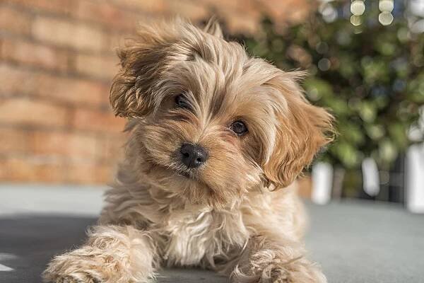 The Cavapoochon Dog Breed: Everything You Need to Know