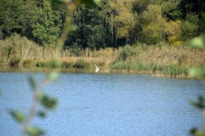 Bohdanečský rybník - národní přírodní rezervace 