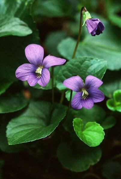 Viola sororia – Photo Gallery – Botanikim