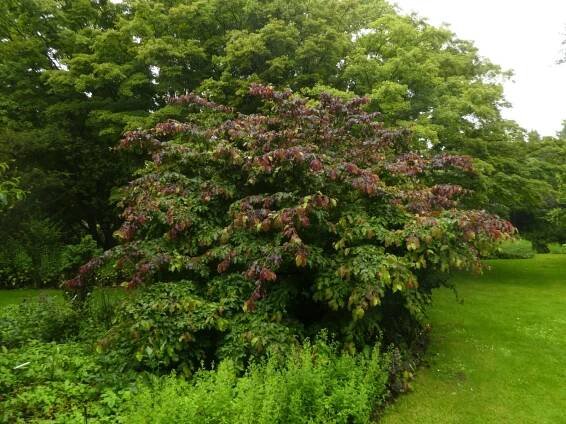 Parrotia persica 'Felicie'