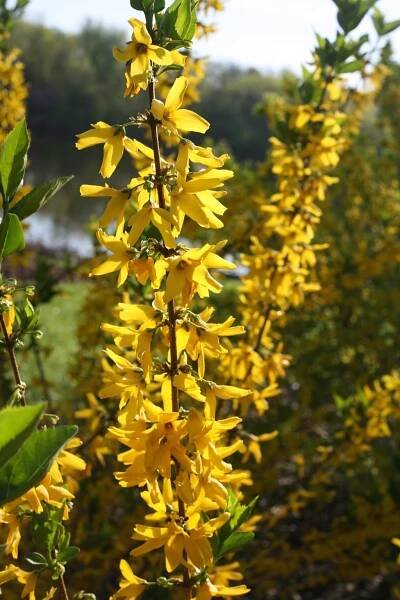 Flying Machine® - Forsythia koreana | Proven Winners