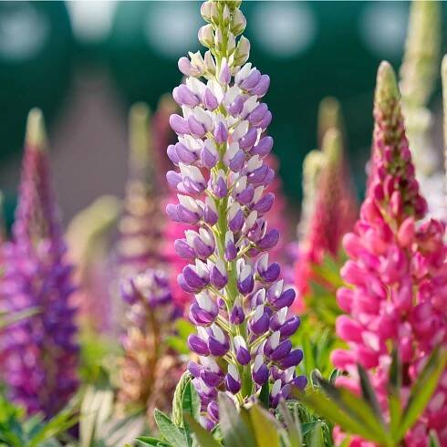 Lupina Pixie Delight směs barev - Vlčí Bob Hartwegův - Lupinus hartwegii - semena lupiny - 15 ks