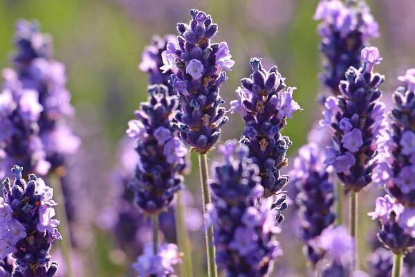 ROMANTICKÁ AROMATICKÁ LEVANDULE