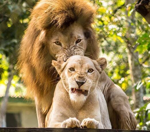 Image 3Two lions at El Salvador's national zoo