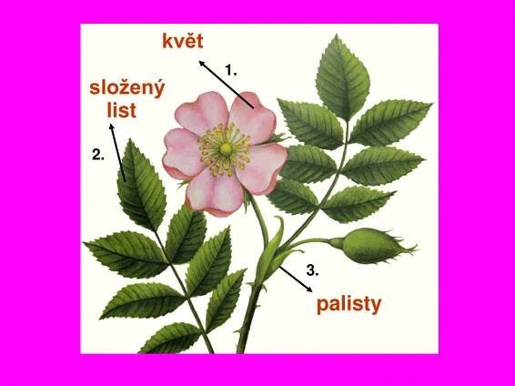 PPT - Růžovité PowerPoint Presentation, free download - ID:6040229