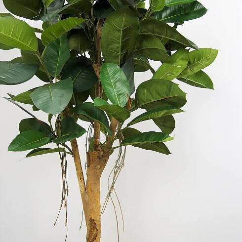 Ficus Elastica - Image 3