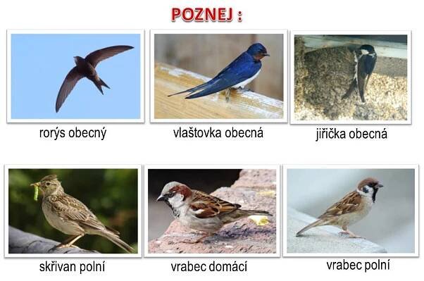 Ptáci otevřené krajiny – Materiály pro žáky ZŠ