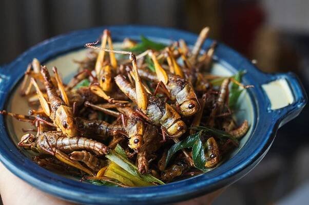 Silkworm satay? Singapore approves insects as food