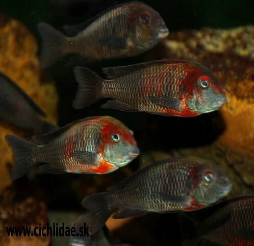 Tropheus sp Caramba - Ponuka - Cichlidae