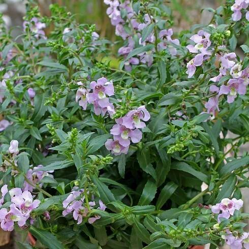 Angelonia angustifolia