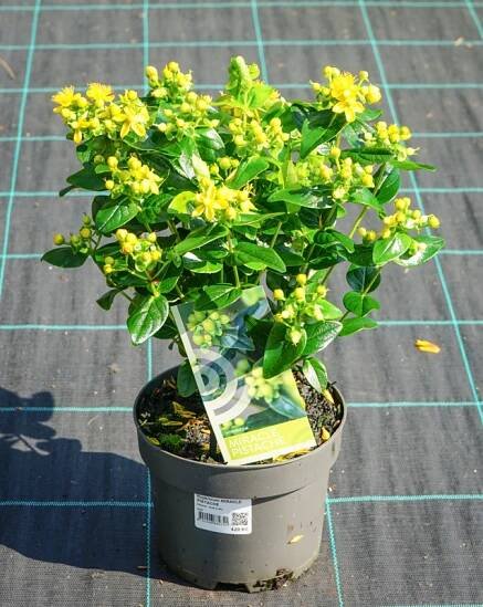 Hypericum 'Allpista' MIRACLE® PISTACHE třezalka - Havlis.cz