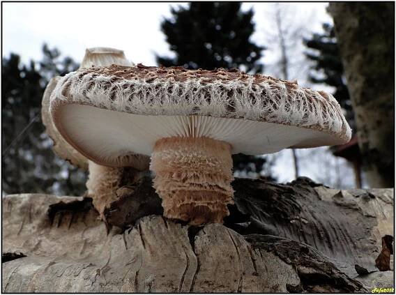 Houževnatec jedlý - Lentinula edodes ( . Berk ) Pegler | www.ohoubach.cz