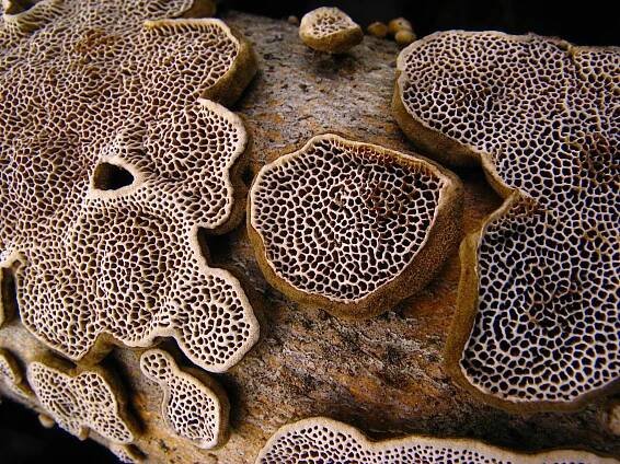Obrázek - Datronia mollis (outkovka měkká) | BioLib.cz