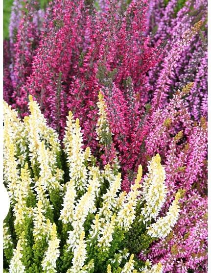 Vřes obecný (Calluna vulgaris) "Beauty Ladies" pr. 11 cm