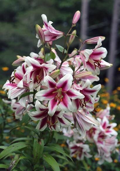 Lilium Altari oriental lily