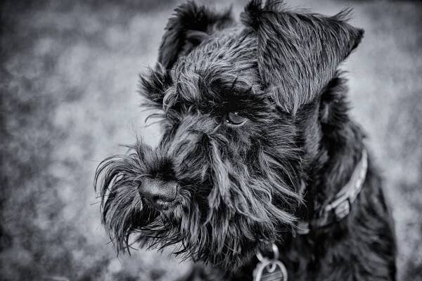 Schnauzer