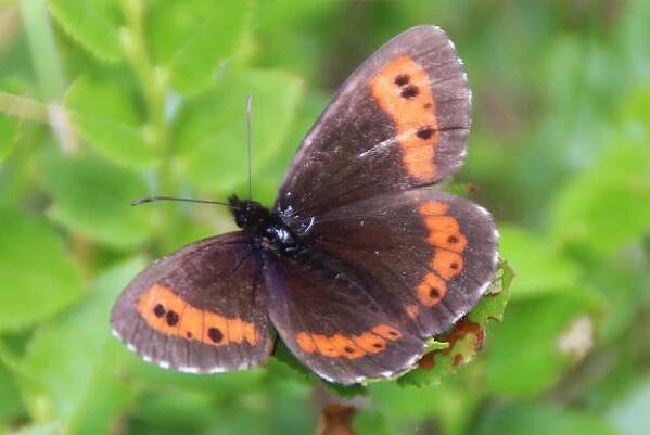 Okáč rosičkový (Erebia medusa)