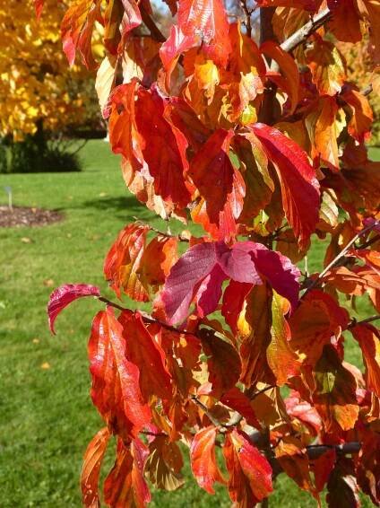 Parrotia persica 'Bella'