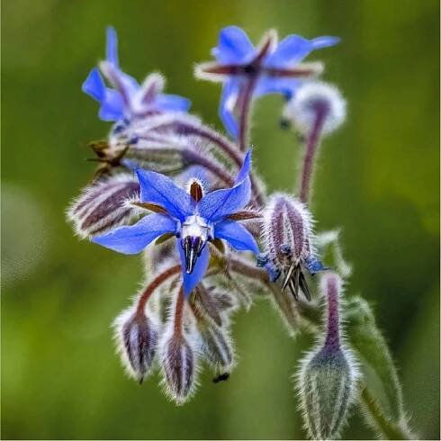 Brutnák lékařský - Borago officinalis - pěstování