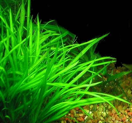 Aquarium plants profile; Sagittaria subulata