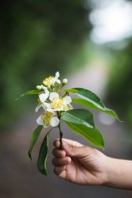 Kvetoucí Cinnamomum camphora (Zdroj: Shutterstock)
