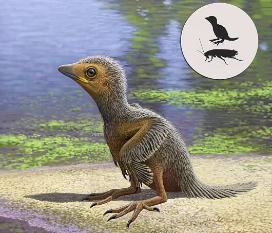 Původ a vývoj ptáků Pocházeli od dinosaurů?