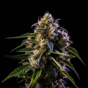 Kryptonite Autoflowering Marijuana - San Fran Seeds
