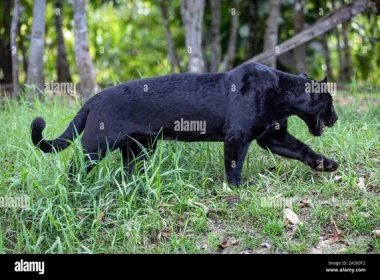 Female black jaguar hi-res stock photography and images - Alamy