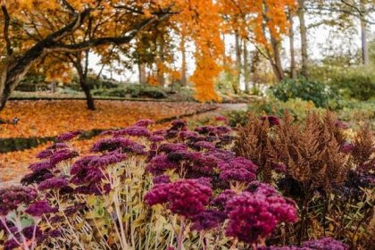 8 trvalek, kterými si můžete zkrášlit podzim