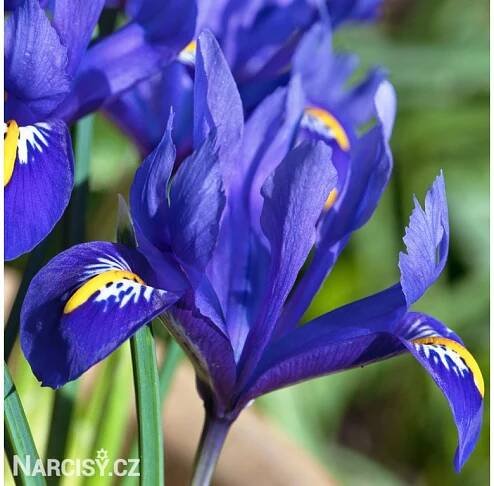 Iris - Harmony reticulata - Narcisy.cz