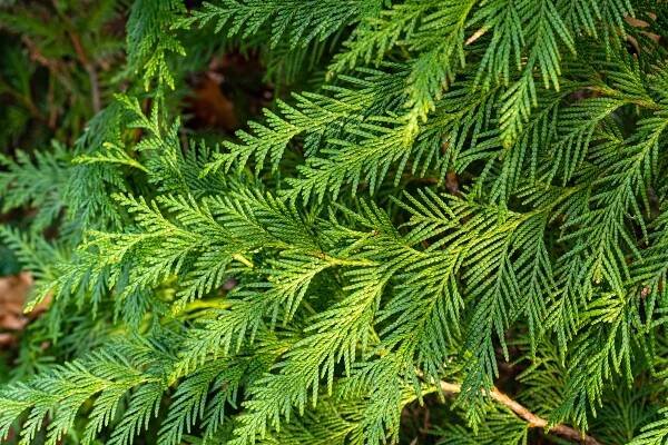 Zerav obrovský (Thuja plicata) působí majestátním dojmem díky hustému šupinovitému jehličí a zářivě zelené barvě.