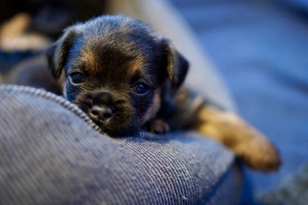 Jagdliche Border Terrier Welpen - Falke`s Border Terrier