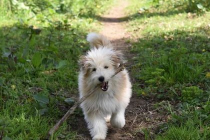 3. Popis Boloňského psíka: Vzhled, temperament a potřeby tohoto malého psíka