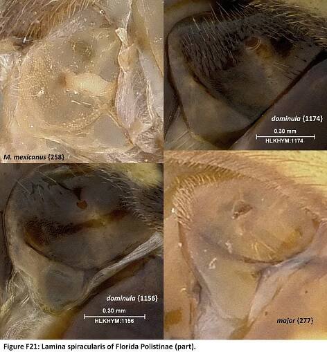 Appendix F: Female Genitalia of Florida Polistinae Species